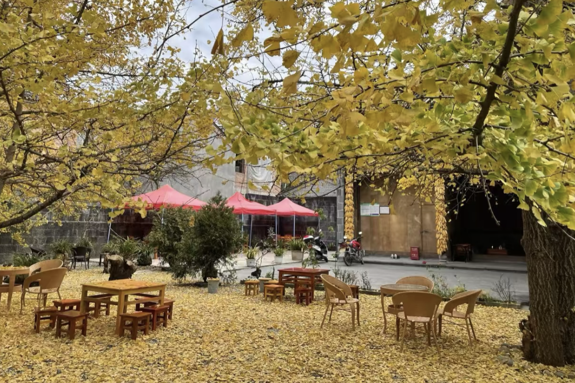 Gudong Ginkgo Village